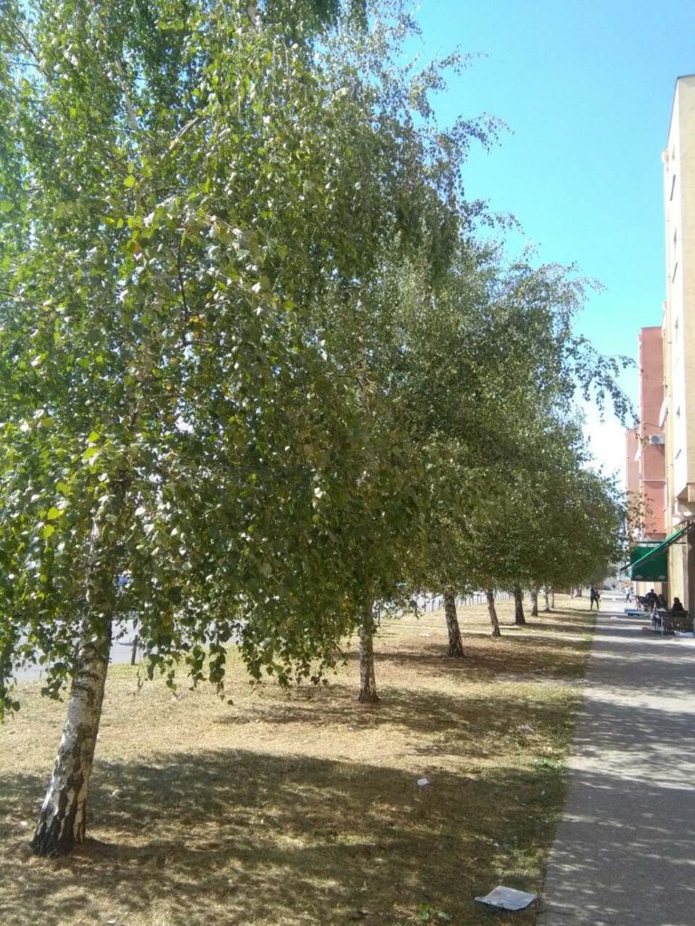 Mladi NK