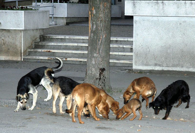 psi-lutalice-ilustracija