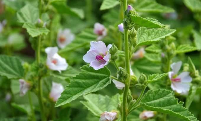 čaj, bijeli sljez, kašalj