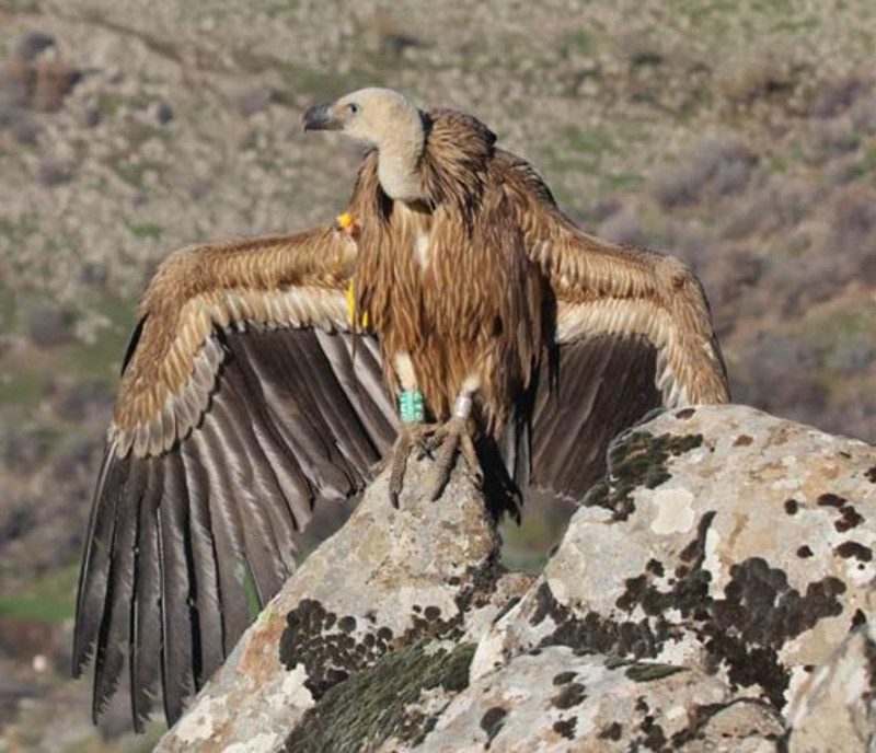 Svjetski dan divljih vrsta, flora, fauna