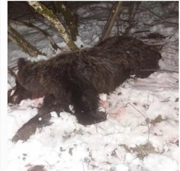 mečka, Aleksandar Stijović, CIZP