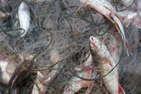 suzbijanje krivolova