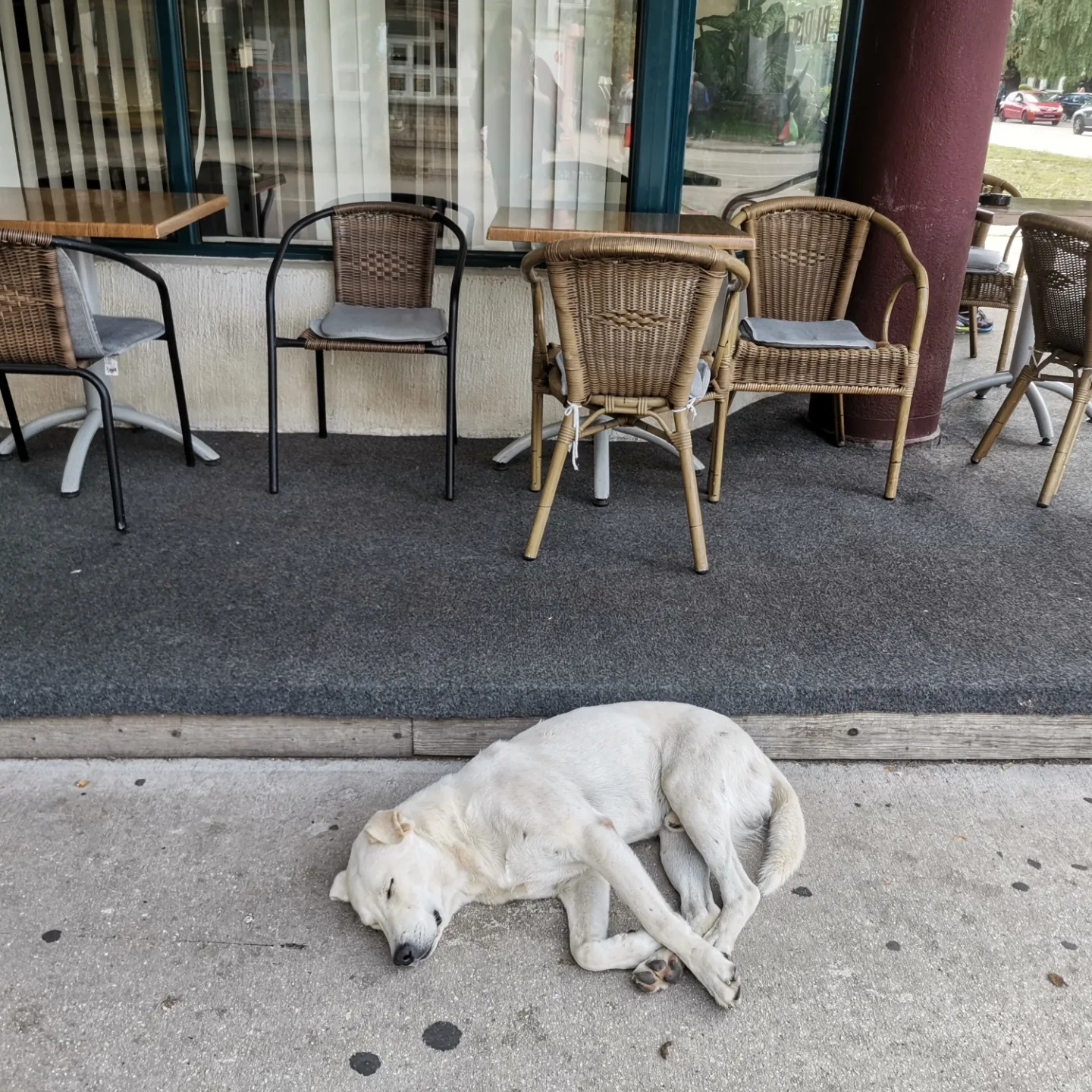 Ulični psi u Nikšiću