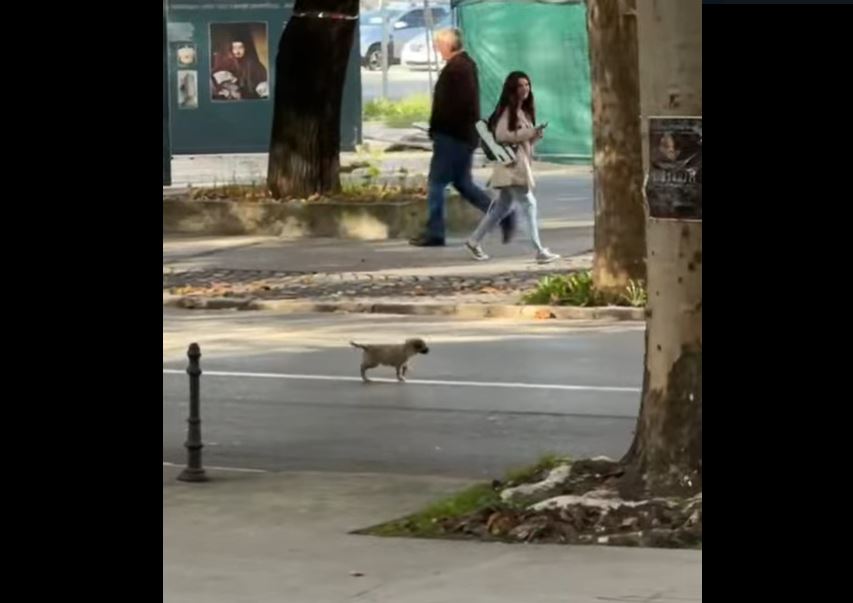 štene kod Onogošta