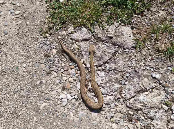 Rade Vukićević poskok naselje Čađalica zmija Straševina