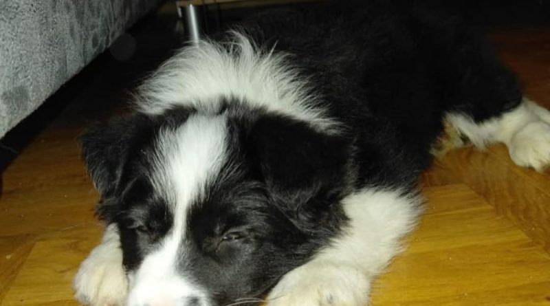 Nestao dvomjesečni Border Collie u Nikšiću