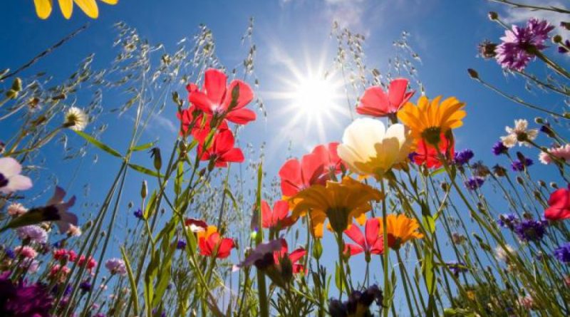 Meteo Nikšić: Sunčano