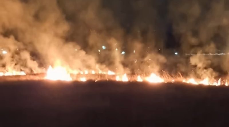 Gore nisko rastinje i trava preko puta buvljaka